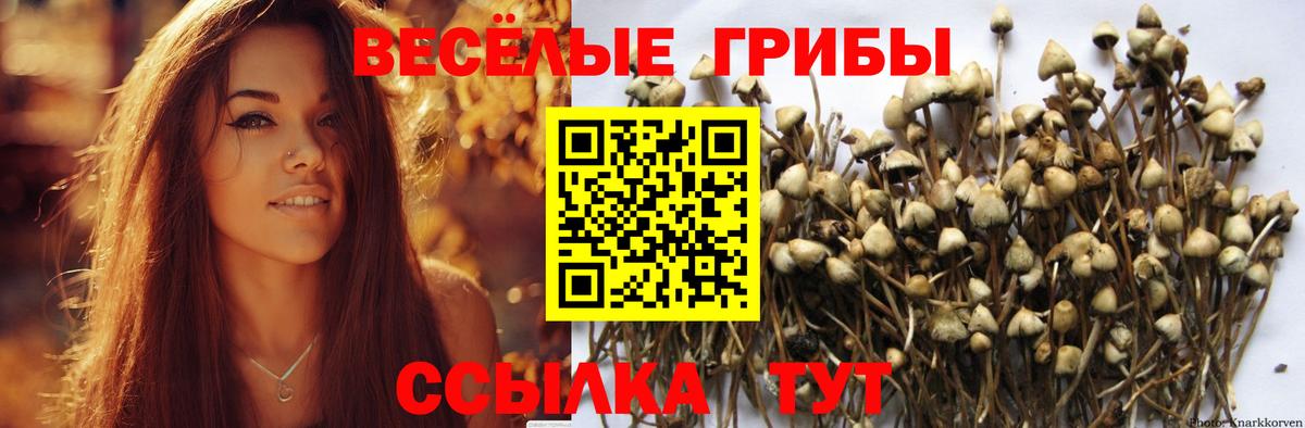 Галлюциногенные грибы мицелий  Вход с VPN  Псилоцибиновые грибы Psilocybe  где купить наркотик  Дубна 